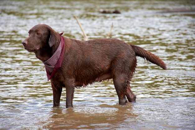 写真 首にスカーフを巻いて水中に立っている犬。