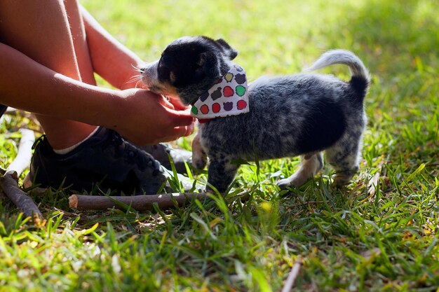 写真 「愛は空中にある」と書かれた首輪をした犬 子犬 オーストラリアの牧師 ブルー・ヒーラー