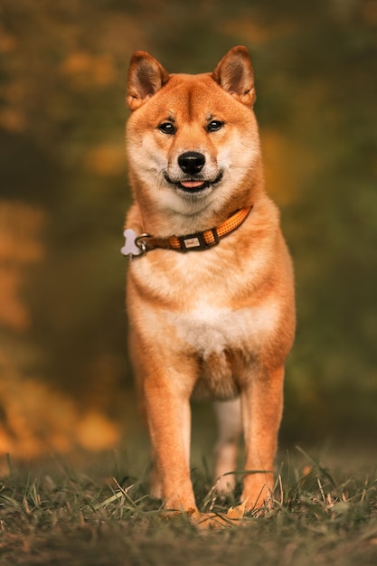 Фото Собака с ошейником с надписью shiba inu