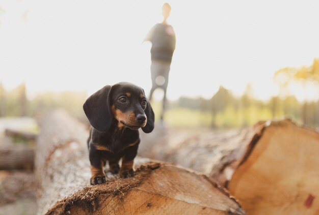 写真 犬