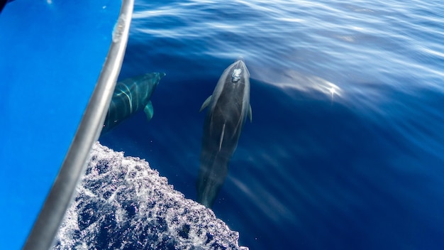 写真 イルカとイルカが水の中で泳いでいます