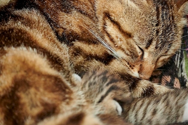 Фото Домашняя кошка и два ее котенка, прижавшись друг к другу, мирно спят в комфорте своего дома.