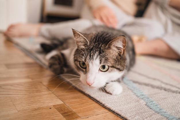 Фото Домашний кот лежит на полу кот с зелеными глазами милый полосатый котенок кот положил морду на ч ...