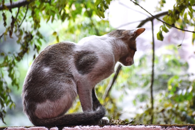 写真 飼い猫