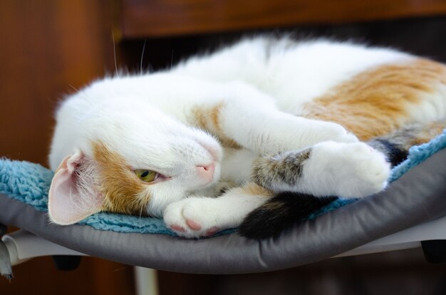 写真 飼い猫が椅子に横になっている