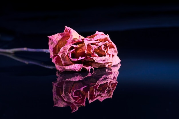 Фото Сухая красная роза лежит на черном зеркальном фоне, отражаясь в нем.