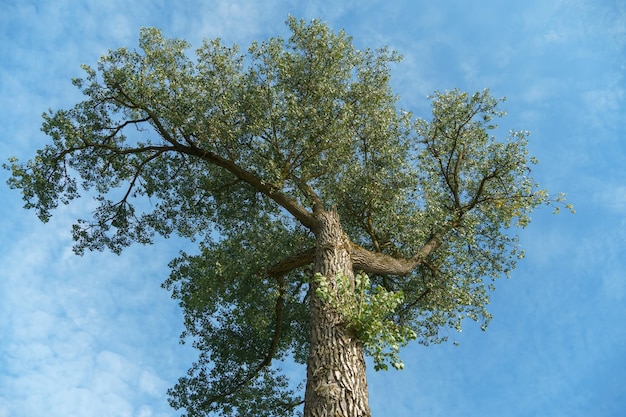 Фото Сухое дерево, стоящее в одиночестве на синем небе.