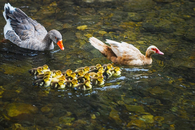 사진 물위의 오리와 함께 있는 오리 가족mountain river waterfowl spain asturias