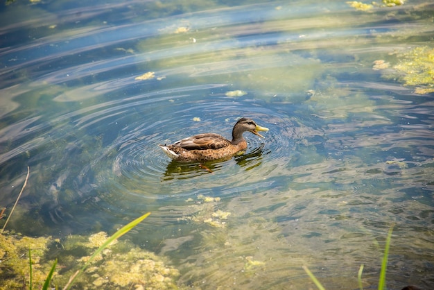 写真 澄んだ水のある緑の池や湖のアヒル