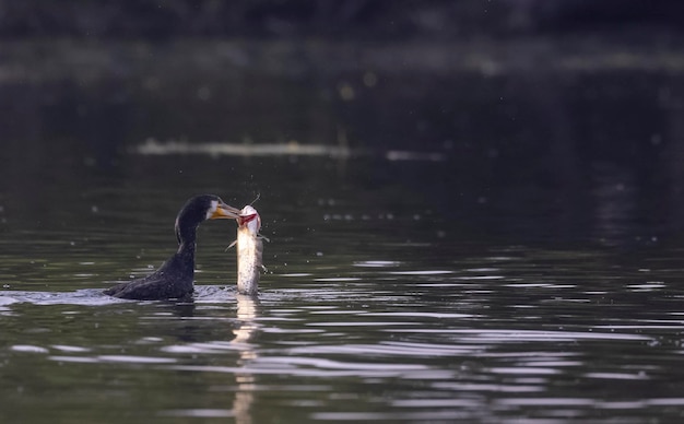 写真 魚をくわえたアヒルがかじっている。