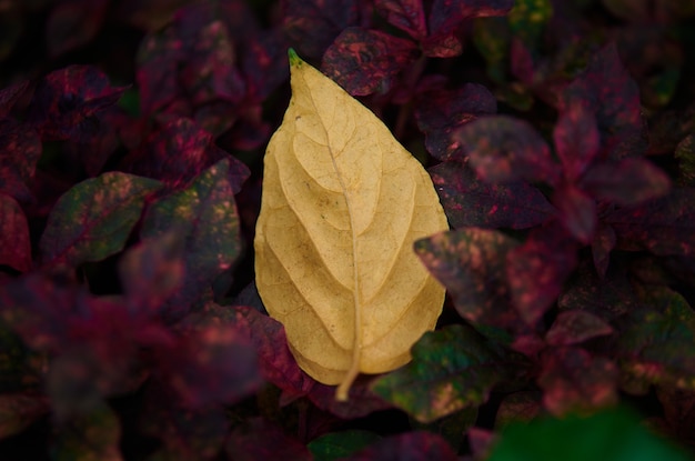 写真 赤い葉の上に落ちた黄色の葉