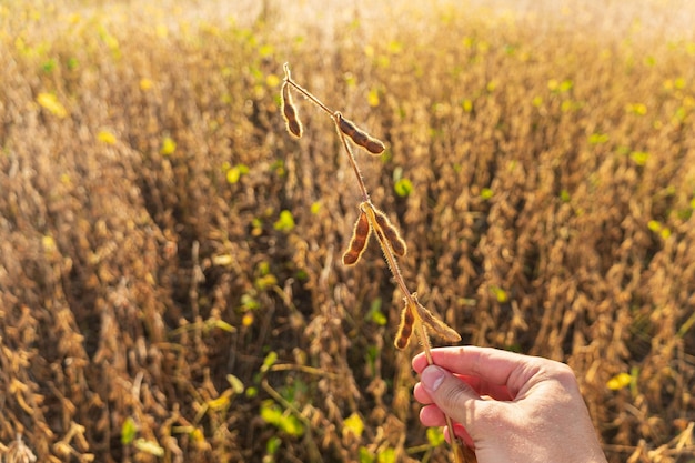 写真 農夫が畑で大豆の茎を握っている 夕暮れの大豆畑 農夫が農地にいる