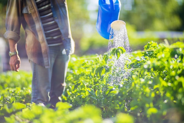 写真 庭の灌<unk>箱を持った農夫が夏に野菜の植物に水を注いでいます ガーデニングのコンセプト 床の列で育つ農業の植物