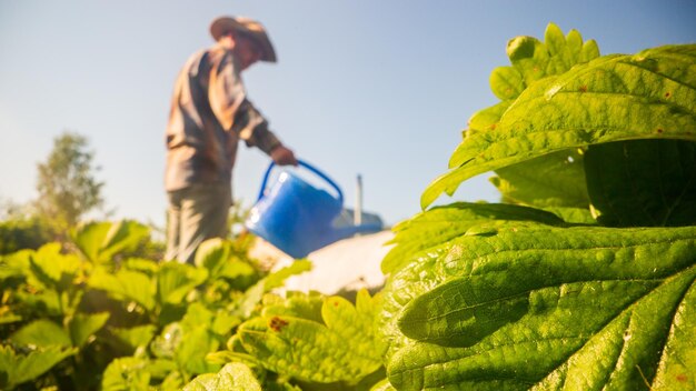 写真 庭の灌<unk>箱を持った農夫が夏に野菜の植物に水を注いでいます ガーデニングのコンセプト 床の列で育つ農業の植物