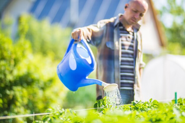 写真 庭の灌<unk>箱を持った農夫が夏に野菜の植物に水を注いでいます ガーデニングのコンセプト 床の列で育つ農業の植物