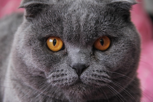 写真 スコットランド・フォールド (scottish fold) の黒いネコがピンクの背景に描かれています