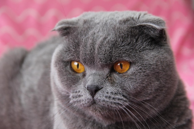 写真 スコットランド・フォールド (scottish fold) の黒いネコがピンクの背景に描かれています