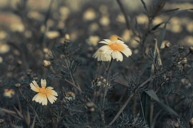 写真 太陽の光に照らされている花の畑