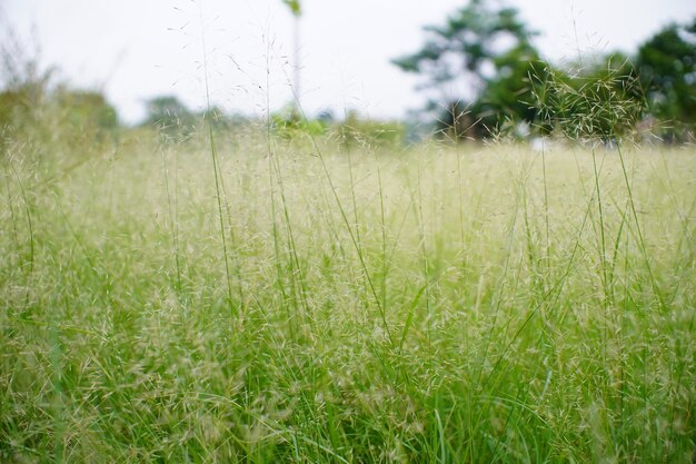 写真 緑の背景と木を背景にした芝生のフィールド