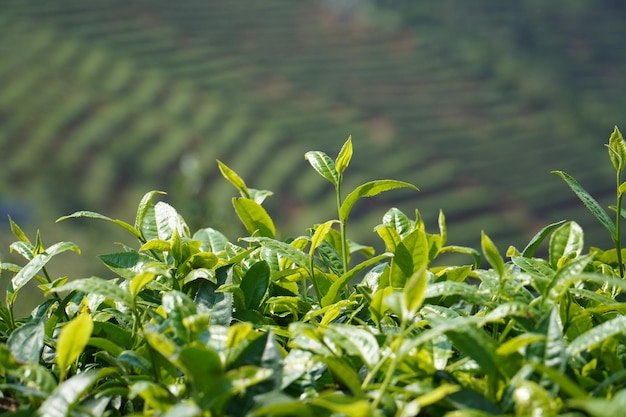 写真 緑茶畑