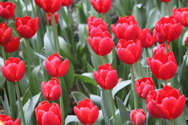 写真 上部に「tulips」と書かれた赤いチューリップ畑。