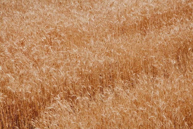 写真 晴天時の麦畑。収穫時間の概念。