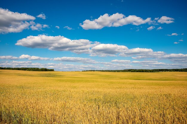 写真 地平線に広がる小麦畑 雲の青い空の下の夏の田舎風景