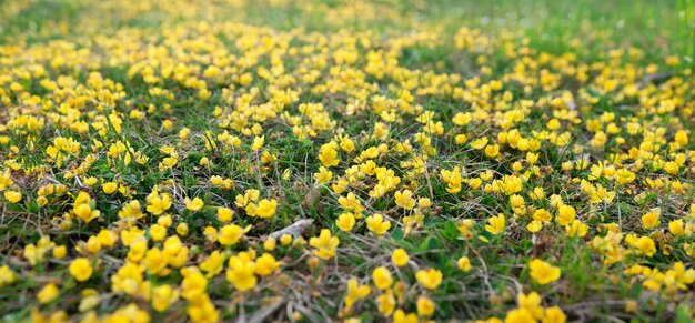 写真 草の中の黄色い花の畑 春の森の黄色いアコニット