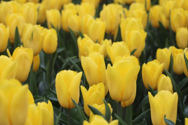 写真 黄色のチューリップ畑で、下に「tulips」と書かれています。