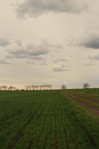 写真 数本の木と雲の空の畑