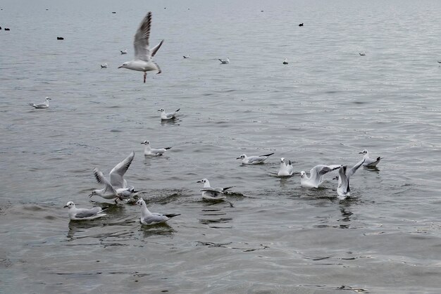 사진 호수 에 있는 larus argentatus 해파리 무리