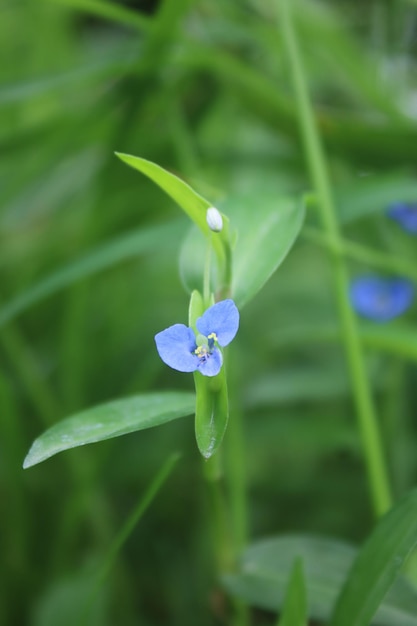 写真 草の中の花は青い