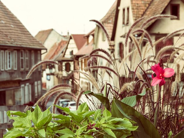 写真 アルザスの都市で前景に赤い花を持つ植木鉢