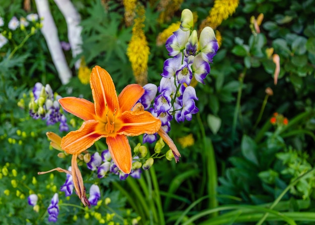 写真 オレンジと紫の花