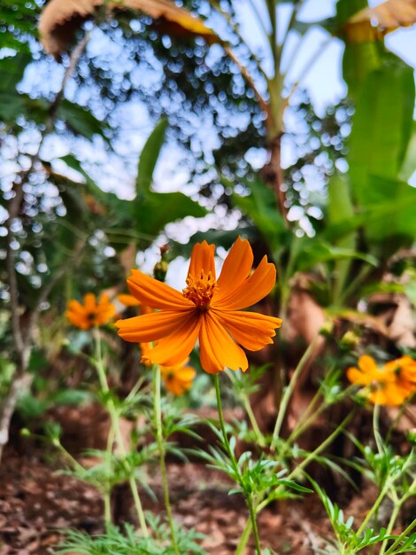 写真 庭の外にある花です