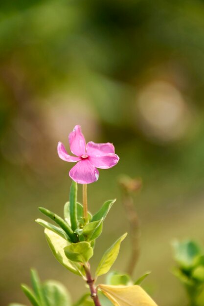 写真 ピンク色の花