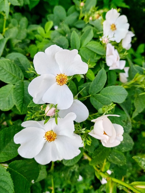 写真 自然の中で白いローズヒップの開花茂み黄色の中心を持つ明るい大きな花