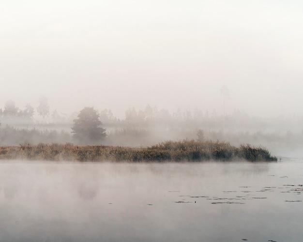 写真 川の霧の朝。風景。