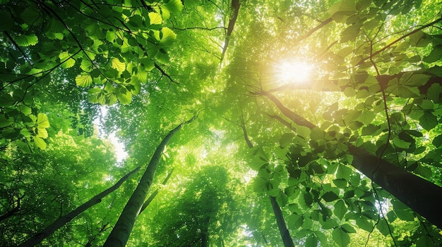 写真 緑色の葉っぱに溢れた森は 爽やかで落ち着く背景を作り出します