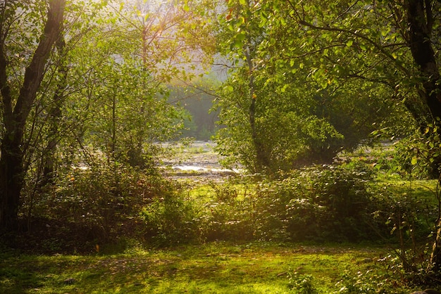 사진 배경에 나무와 강이 있는 숲 장면