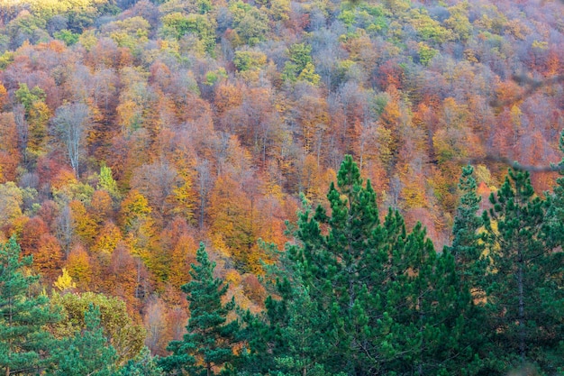 写真 山を背景にした森の秋の風景
