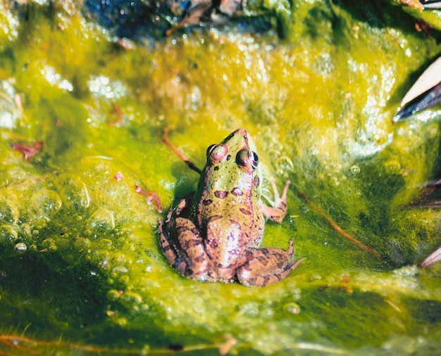 写真 池の雑草で休むカエル