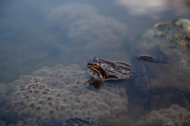 写真 カエルが池に座っており、背中にカエルが乗っています。