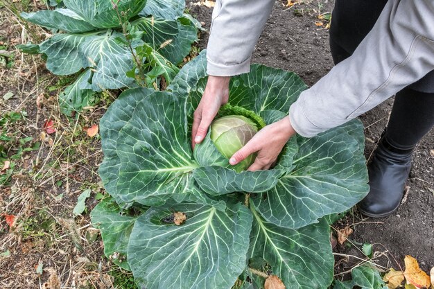 写真 庭師は彼の庭の庭のベッドでキャベツを収穫します田舎のライフスタイル