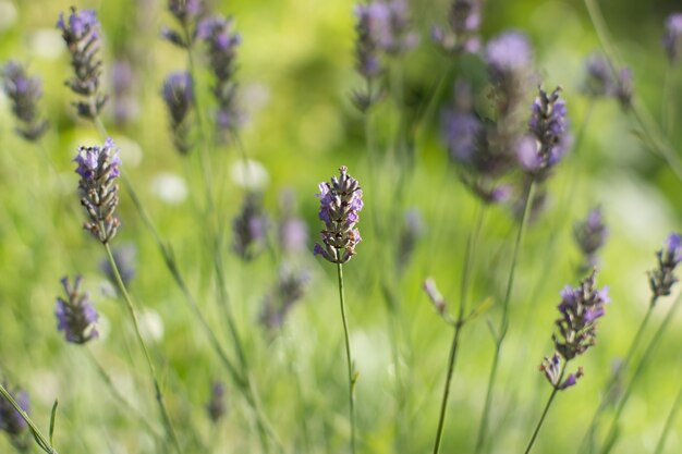 茂みのある薄緑色のぼやけた背景を背景に、やさしく紫色のラベンダーの花