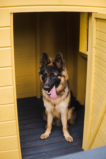 写真 ジャーマン・シェパード犬が黄色い家に座っています。