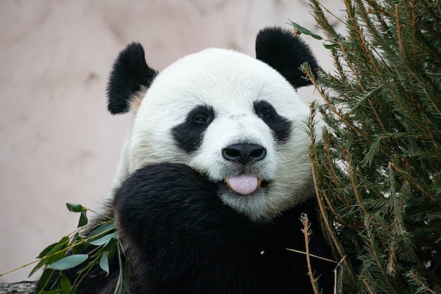 Фото Гигантская черно-белая панда ест бамбук. крупный план крупного животного.
