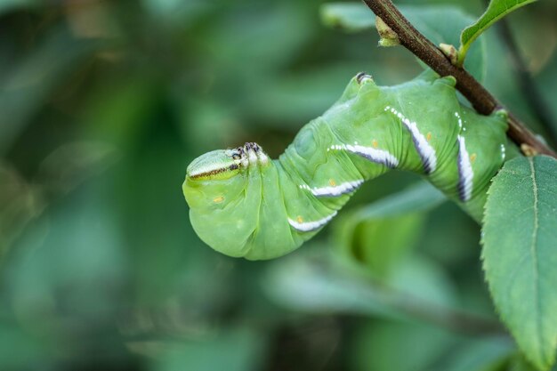 사진 거대한 녹색 애벌레가 야생 자연을 변화시키기 전에 먹는다