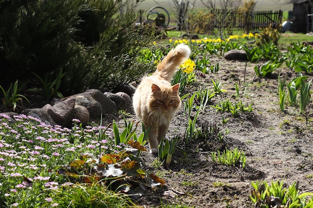 写真 赤い猫が田舎の家を歩いている