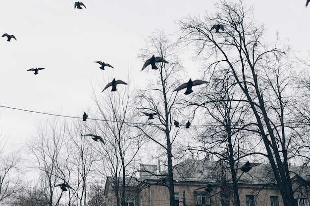 Фото Мрачная темная атмосфера голуби летают над старым домом и сидят на проводах